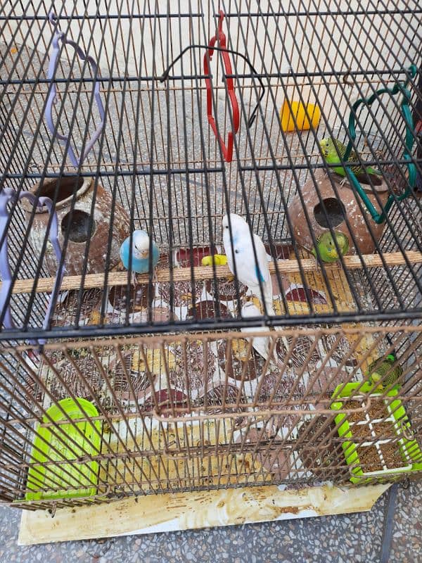 7 budgies male female mix with cage 4