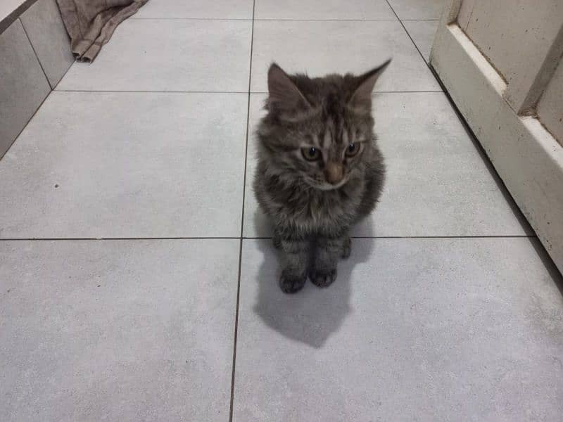 Kitten For Sale 2