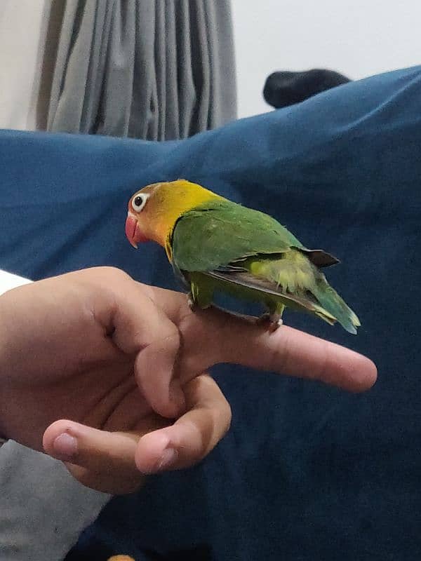 Fully Hand Tame Fisher Love Bird 0