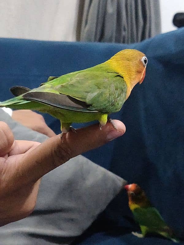 Fully Hand Tame Fisher Love Bird 1