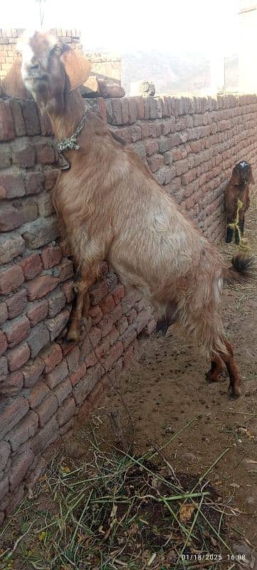 Pregnant Goat bakri 0