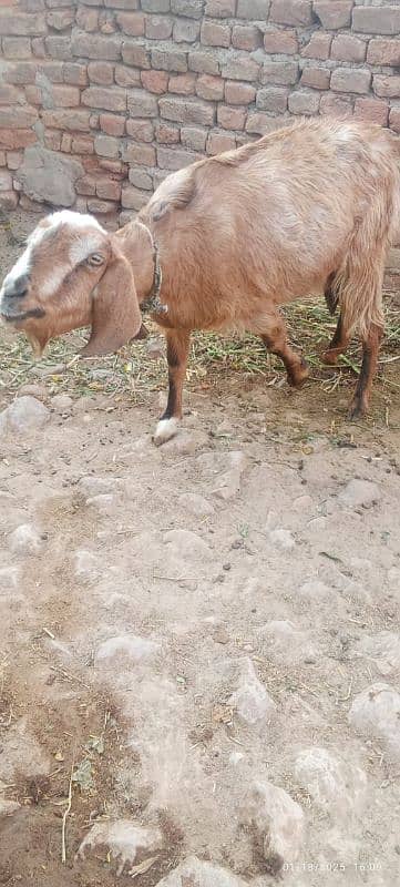 Pregnant Goat bakri 1