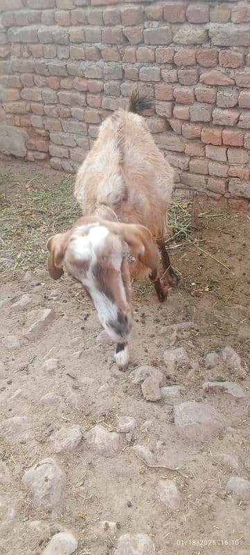 Pregnant Goat bakri 2