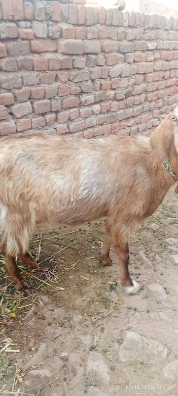 Pregnant Goat bakri 3