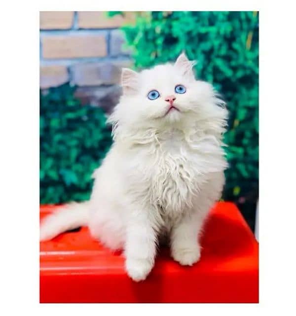 Persian triple coated Male 0