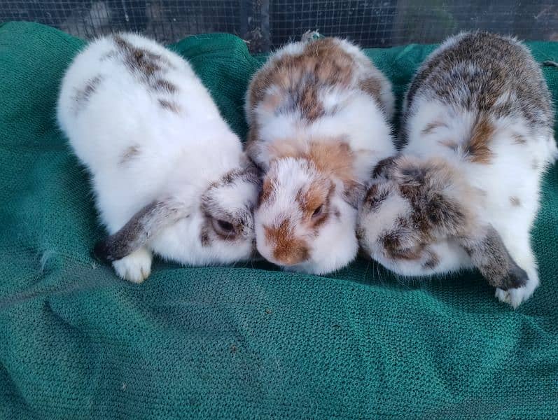 Holland lop breeder pair 0