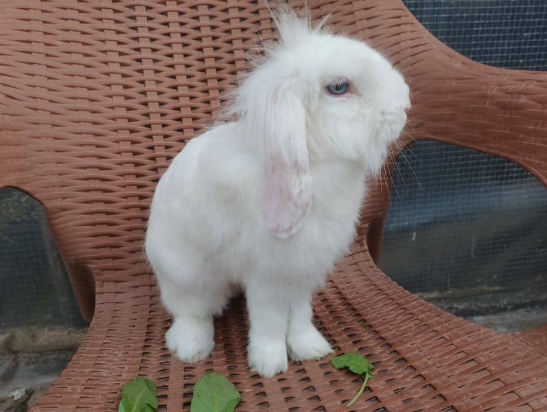 Holland lop breeder pair 3