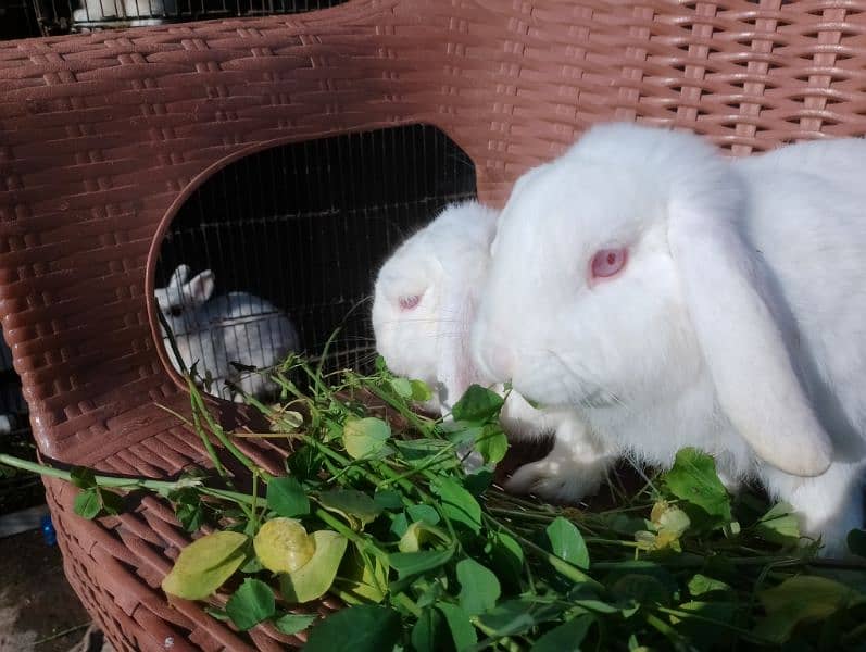 Holland lop breeder pair 4