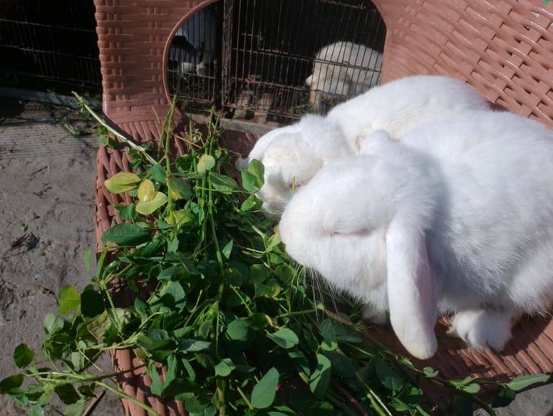 Holland lop breeder pair 5