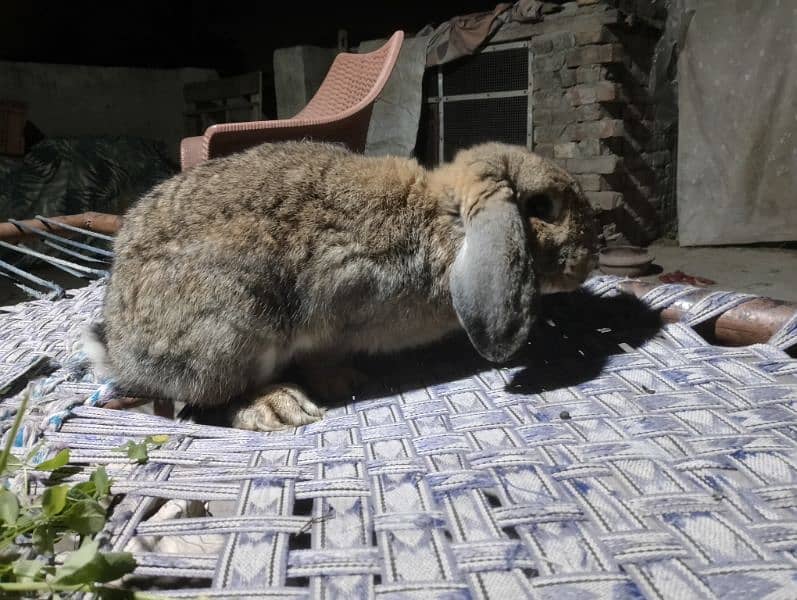 Holland lop breeder pair 6