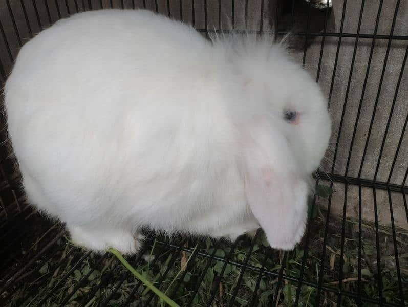 Holland lop breeder pair 7