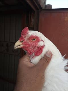 Heera breeder murg for sale