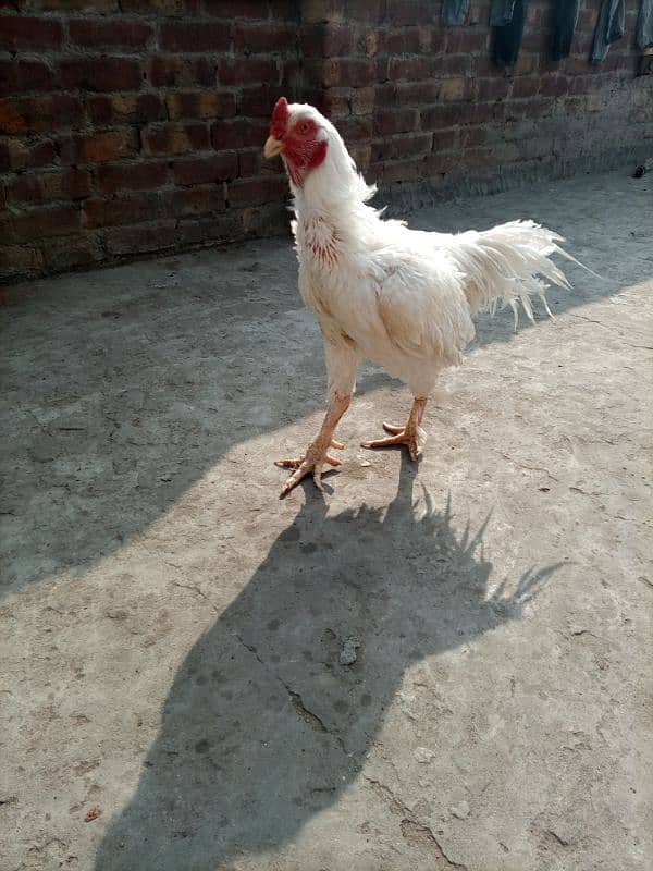 Heera breeder murg for sale 1