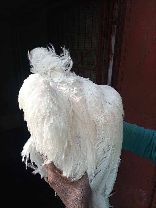 Heera breeder murg for sale 2