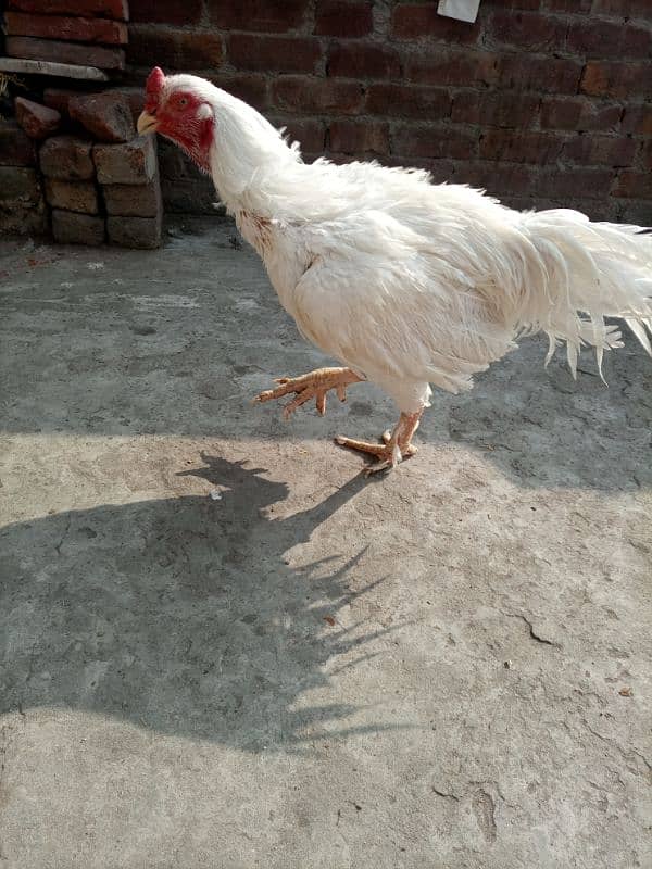 Heera breeder murg for sale 3