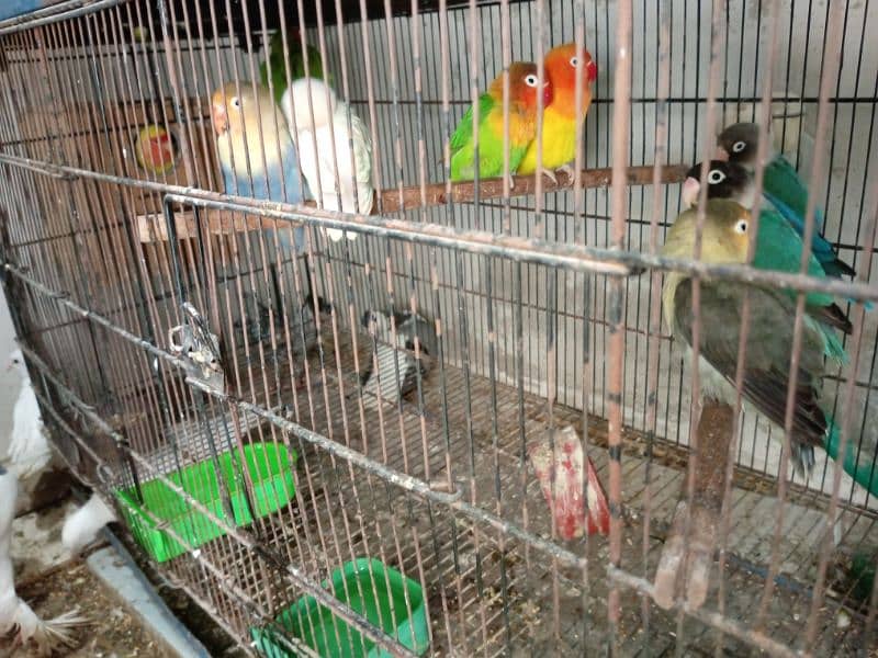 Birds Complete Setup For Sale . 7