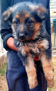 Gsd pupps fr sale