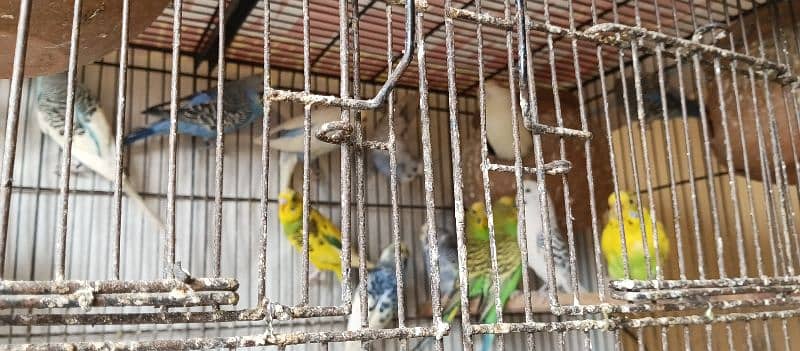 aystalian parrot 900 kay 2 pice 1