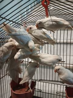 Lovebird Albino red eye