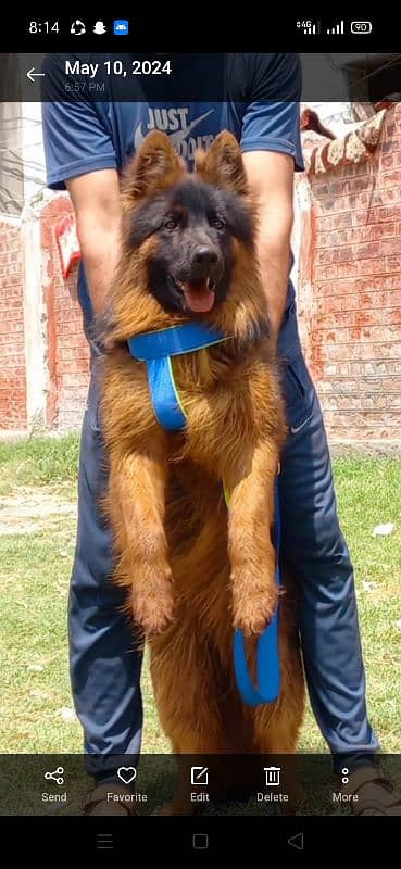 German shepherd Long Coat District Swabi (Maneri Payan)03132039585 1