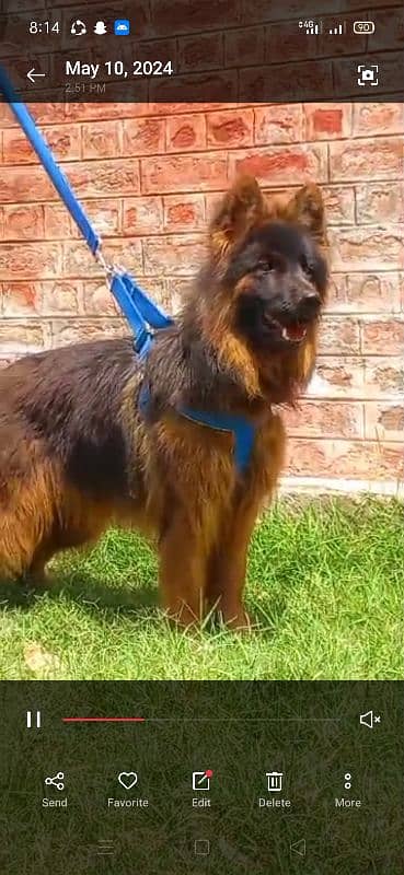 German shepherd Long Coat District Swabi (Maneri Payan)03132039585 3