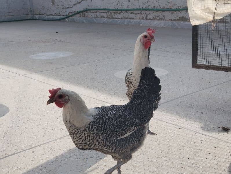 Pure Misri hen egg laying 6