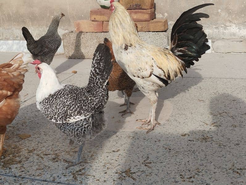 Pure Misri hen egg laying 9