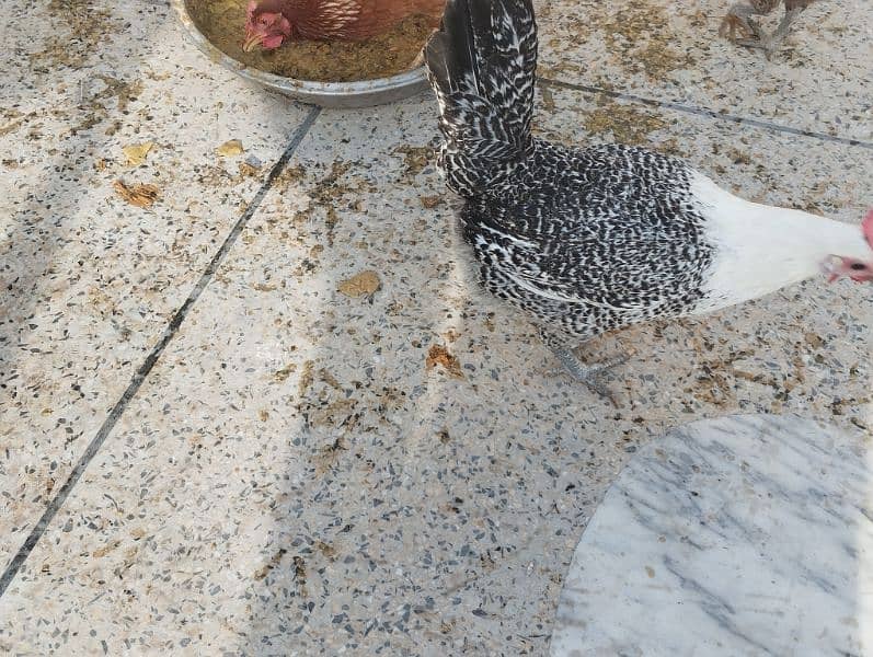 Pure Misri hen egg laying 11