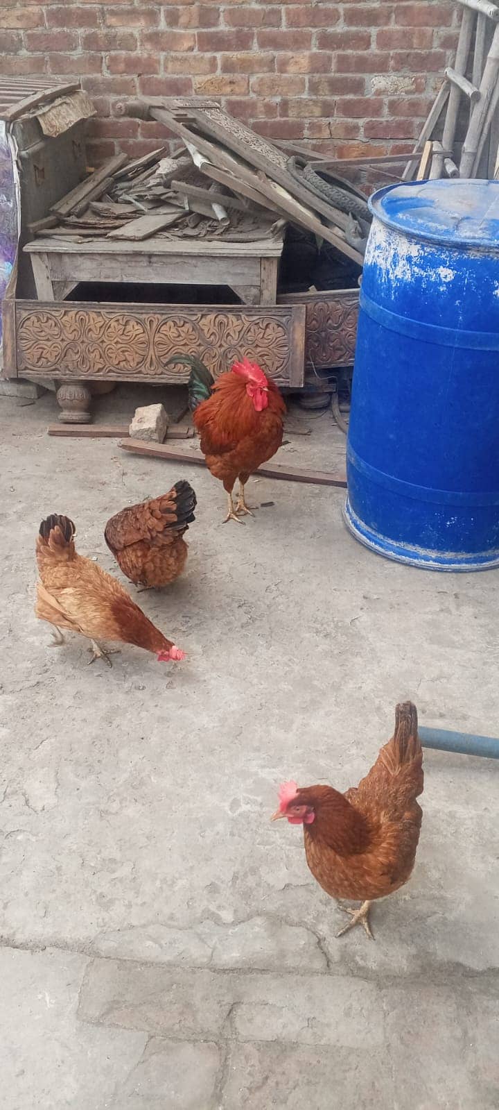 Golden Misri hens | eggs laying hens 4