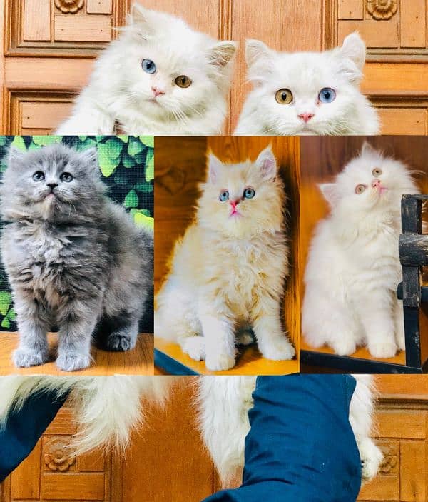 Persian Punch face triple coat cat Kitten 0