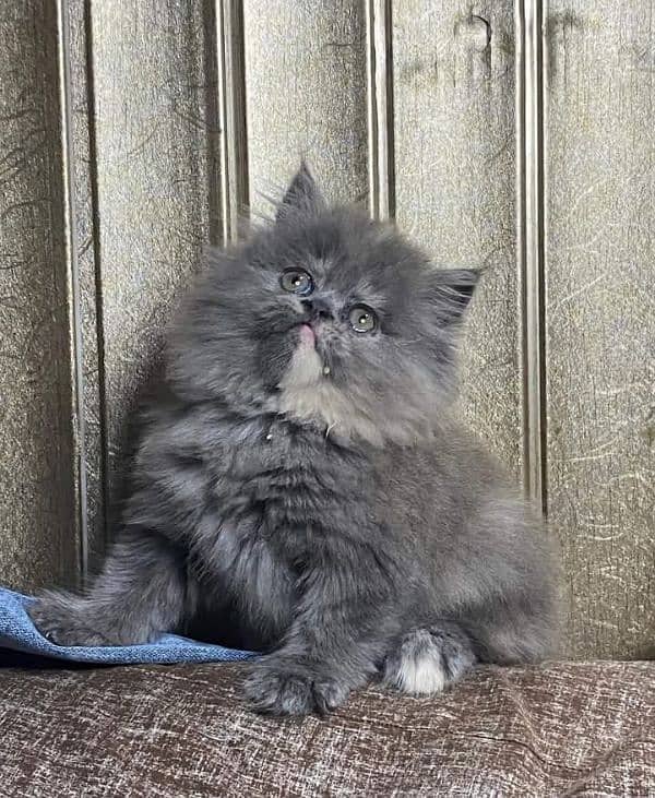 Persian Punch face triple coat cat Kitten 1