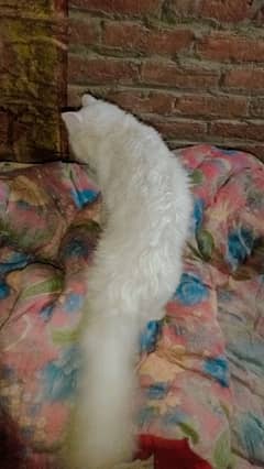 Persian cat male