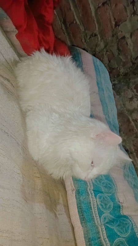 Persian cat male 1