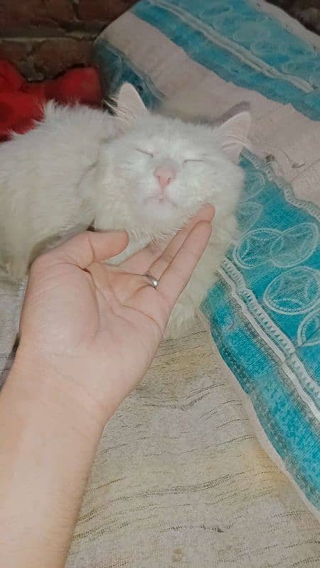 Persian cat male 5