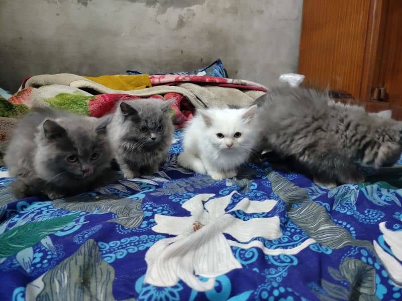 Persian male pair and 4 cute kittens for sale 2