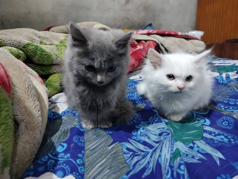 Persian male pair and 4 cute kittens for sale 5