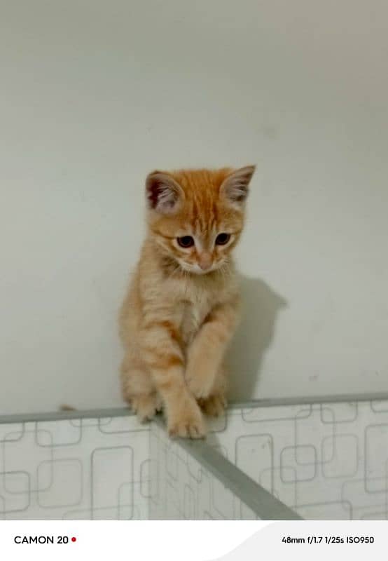 perisian cat urgent sales 3