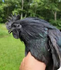 ayam cemani