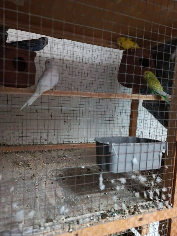 Australian 4 female parrots 1