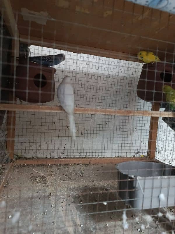 Australian 4 female parrots 2