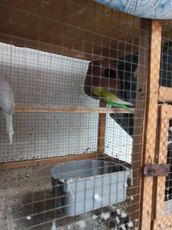 Australian 4 female parrots 3