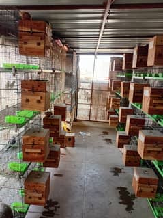 4 portion folding Cages