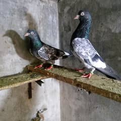 big size Royal teddy pigeons 03004787110