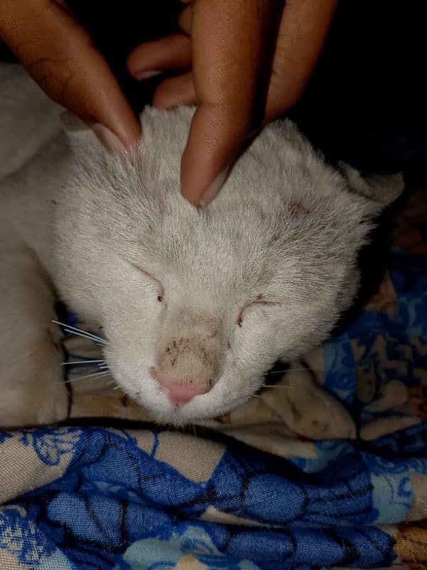 prasien cat male name bunty 0