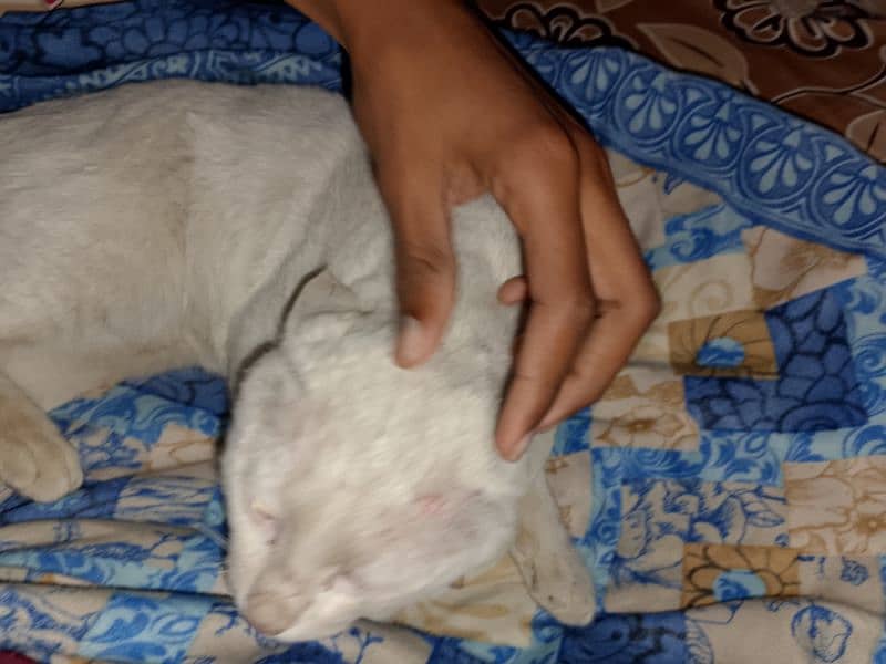 prasien cat male name bunty 1