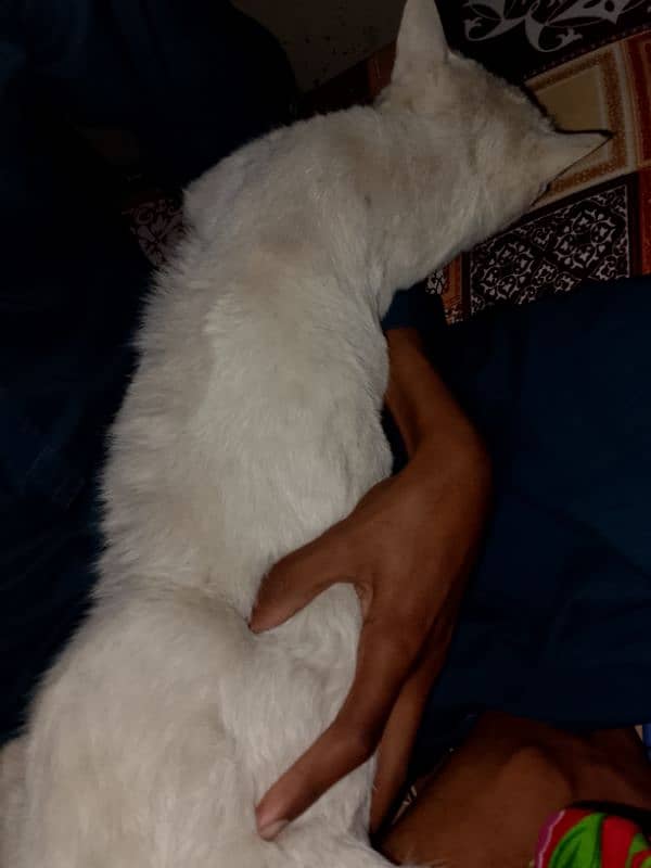 prasien cat male name bunty 2