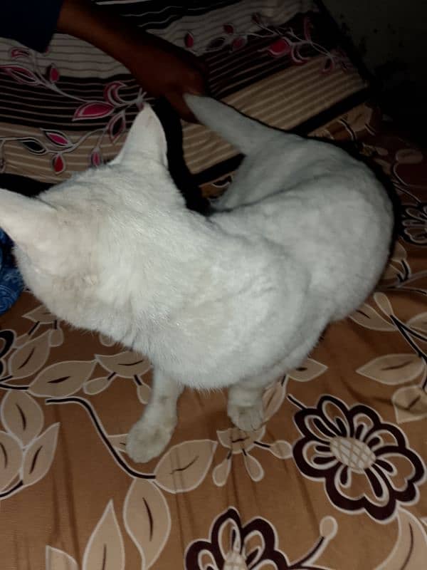 prasien cat male name bunty 3