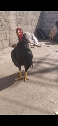 aseel breeder murgha available  Whatsapp 03175916166