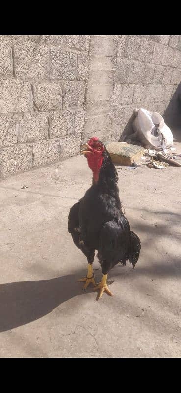 aseel breeder murgha available  Whatsapp 03175916166 1