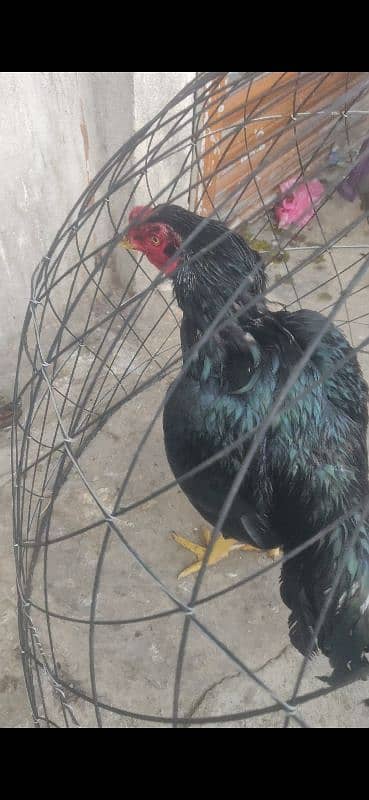 aseel breeder murgha available  Whatsapp 03175916166 3